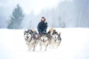 Snežné psy